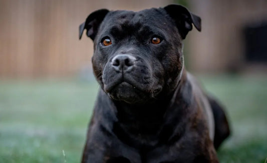 Staffordshire Bull Terrier