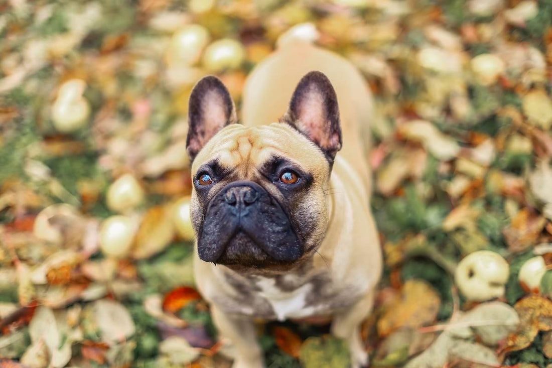 Bouledogue Français