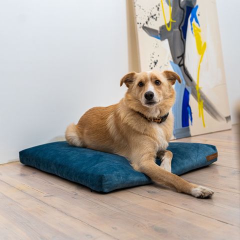 Panier pour chien SoftPET - Bleu