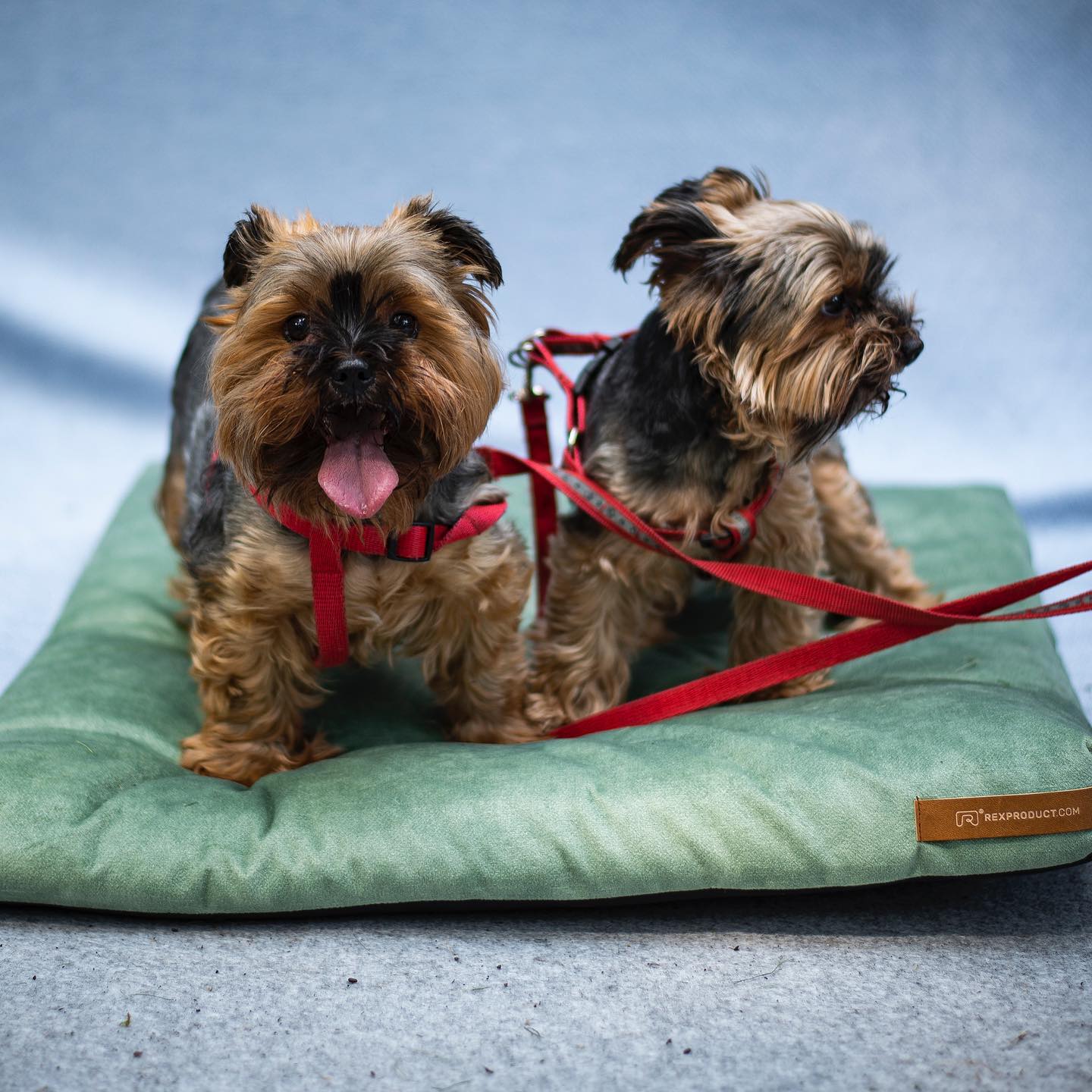 Panier pour chien SoftPET - Bleu